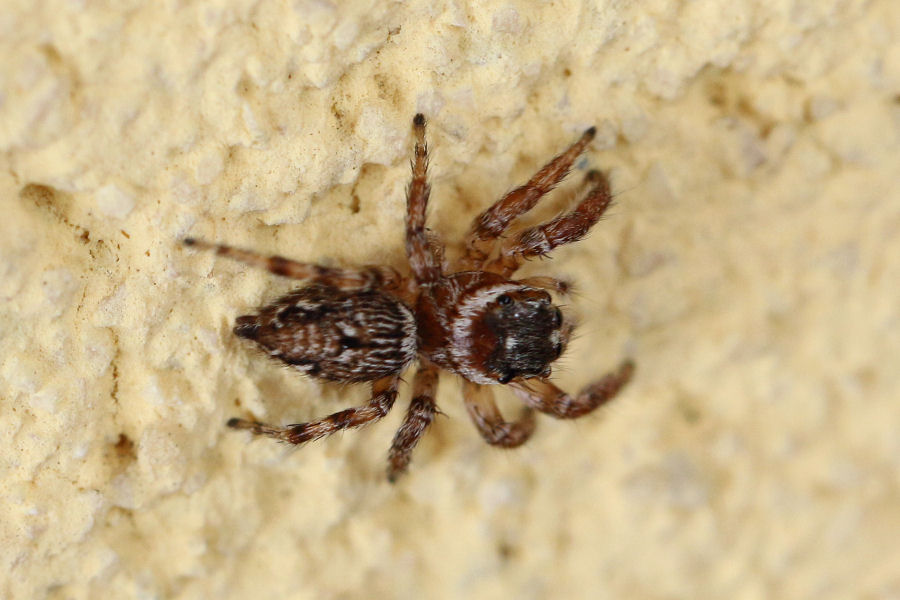 Salticidae: Hasarius adansonii? No, Evarcha jucunda - Castel Maggiore (BO)